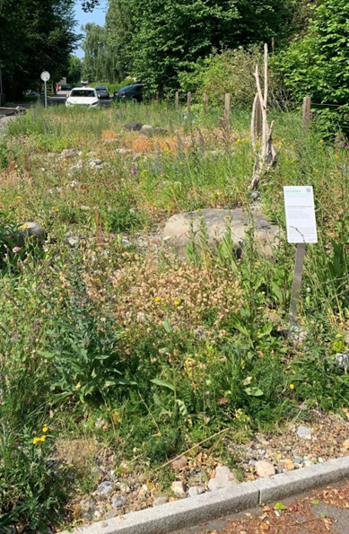 Beispiel einer Fläche in Arbon, die naturnah umgestaltet wurde.